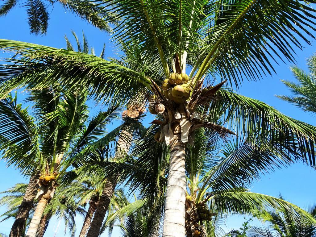 Coco Cabanas And Casitas Vacation Rentals Лорето Экстерьер фото